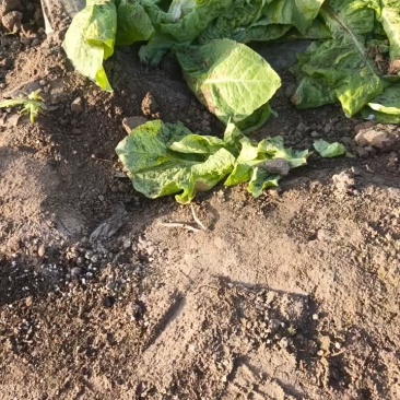 热卖华州大棚早白菜大量上市,基地直发天虫无病叶大小均匀