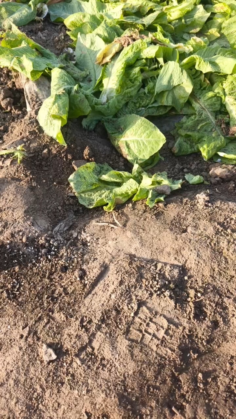 热卖华州大棚早白菜大量上市，基地直发天虫无病叶大小均匀