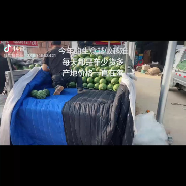 手撕奶油小吊瓜，精品小糖丸西瓜，质量三包，代发全国