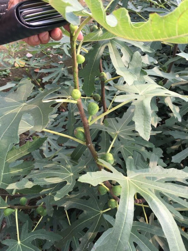 无花果树