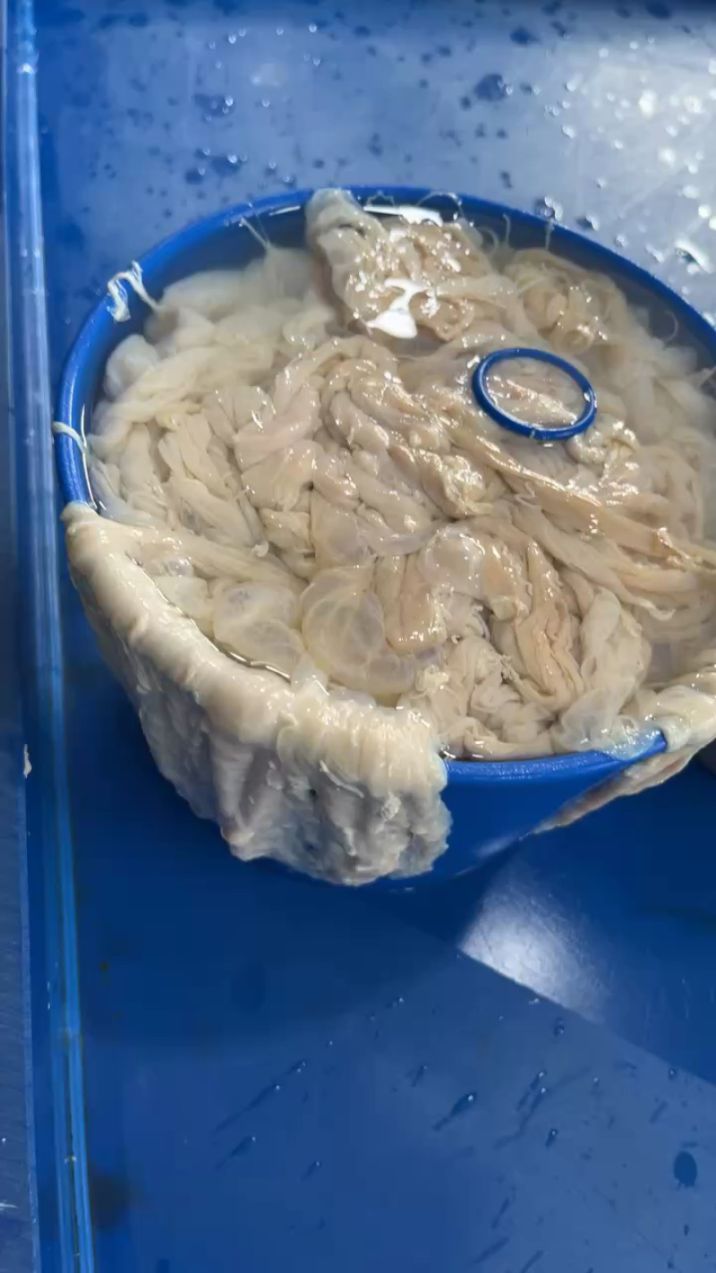 猪肠衣批发十二路水煮猪肠衣灌粉肠香肠手掰肠