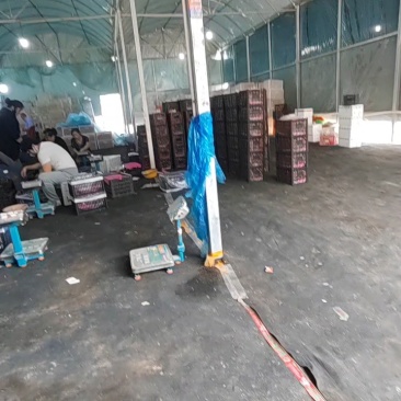 千禧圣女果，贝贝小番茄莘县产区直供，玲珑，糖伯虎社区团购