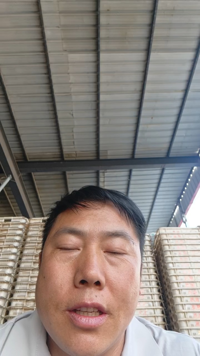 精选小白菜口感好价格实惠都是产地直发保质保量欢迎电联