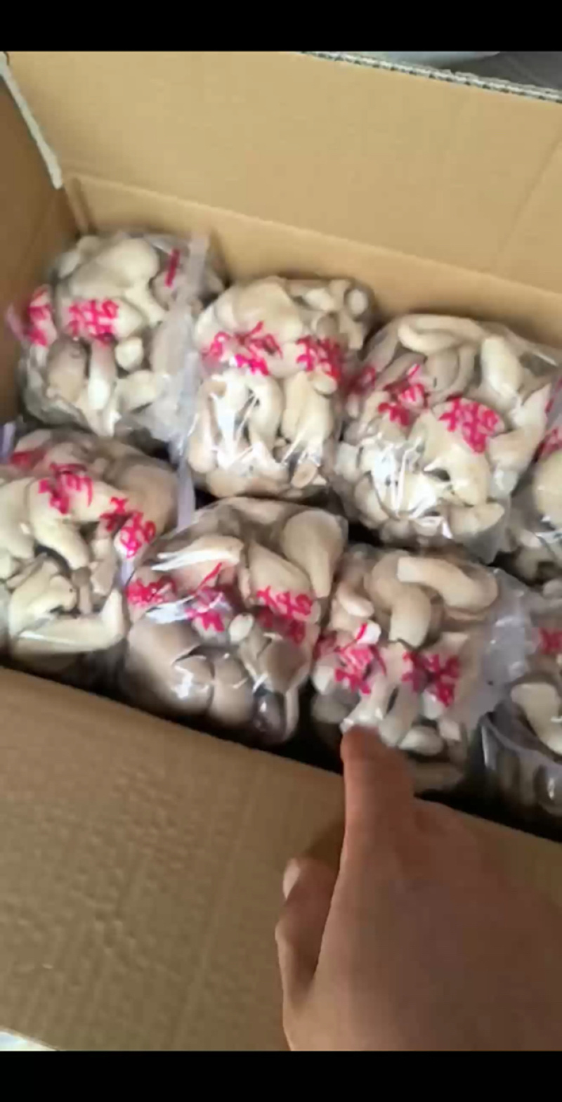 河北精品食用菌秀珍菇/量大从优/可视频看货/欢迎下单