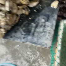 南澳生蚝头批发，产地直销，当天打捞当天发货，肥满鲜度有保证