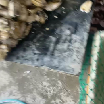 南澳生蚝头批发，产地直销，当天打捞当天发货，肥满鲜度有保证
