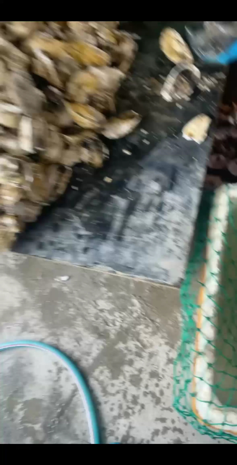 南澳生蚝头批发，产地直销，当天打捞当天发货，肥满鲜度有保证