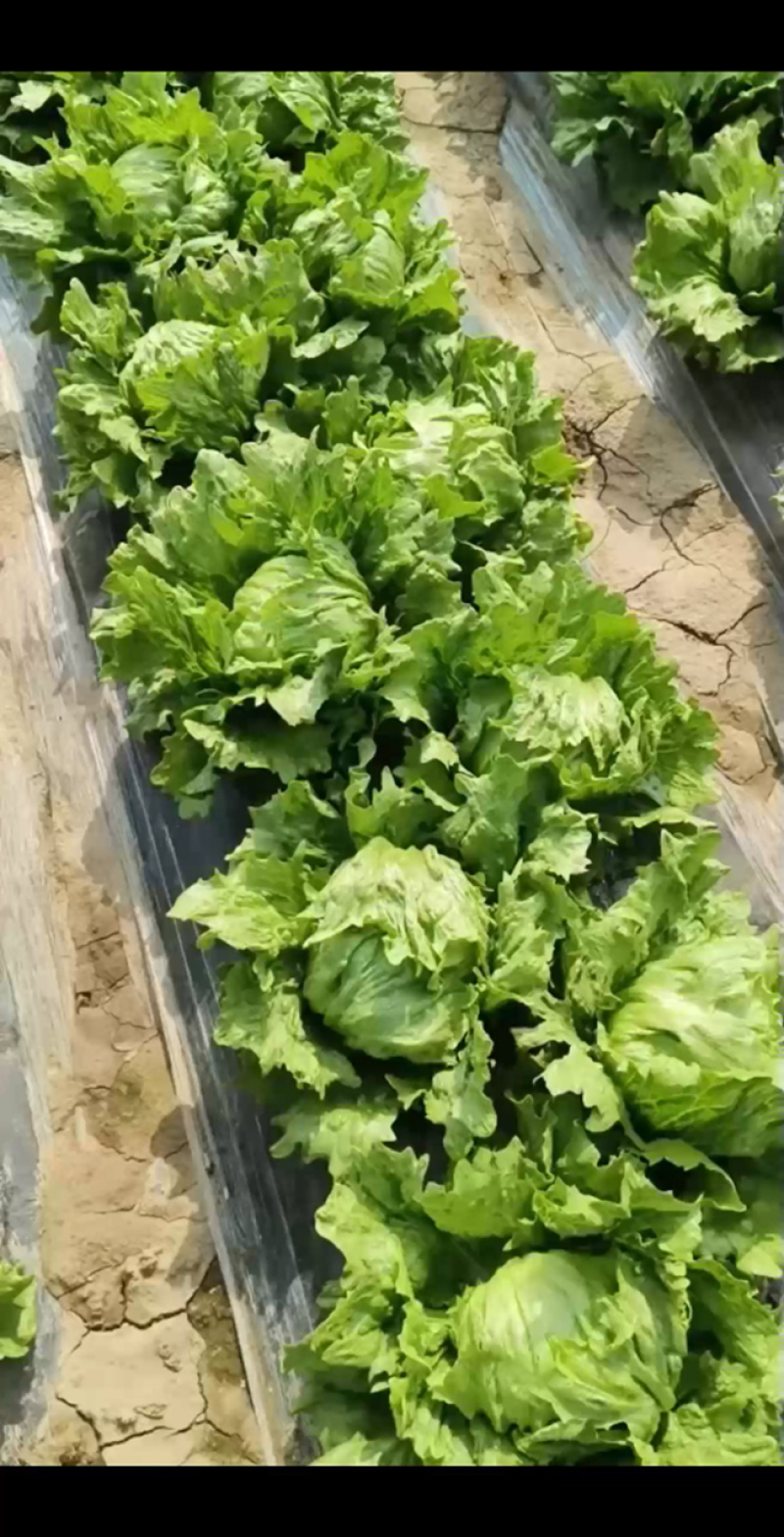 颜色绿颗大原产地直发有需要的联系