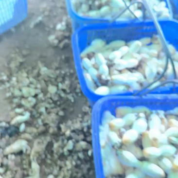 鸡腿菇带土，10元/斤，50公斤起批