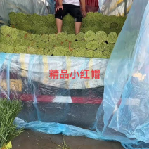 【精品】蒜薹红帽蒜薹产地直销量大质优价格优惠一手货源