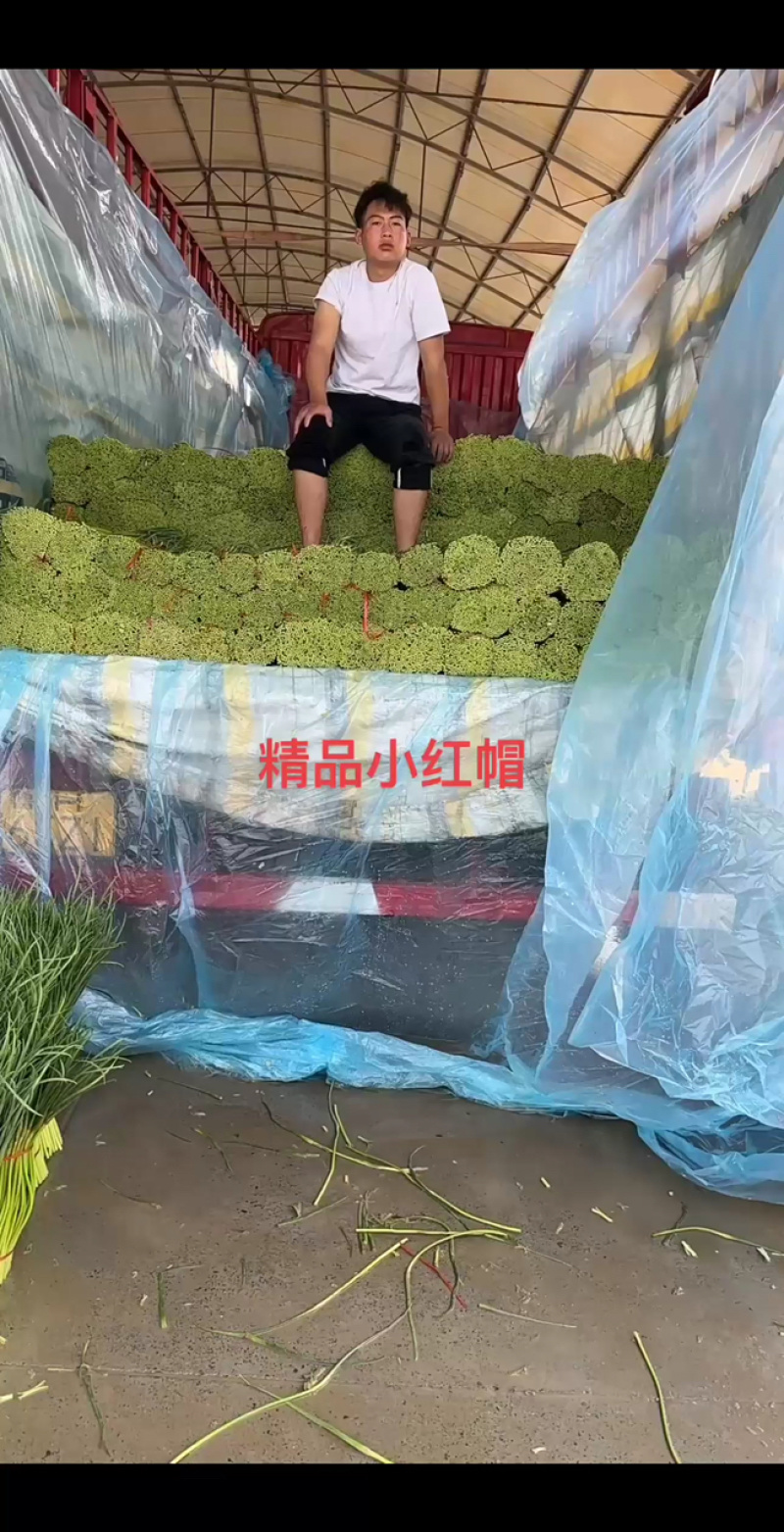【精品】蒜薹红帽蒜薹产地直销量大质优价格优惠一手货源