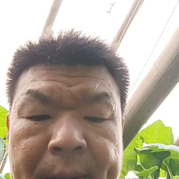 红金蜜大量供应，皮毛好白里透红一件代发