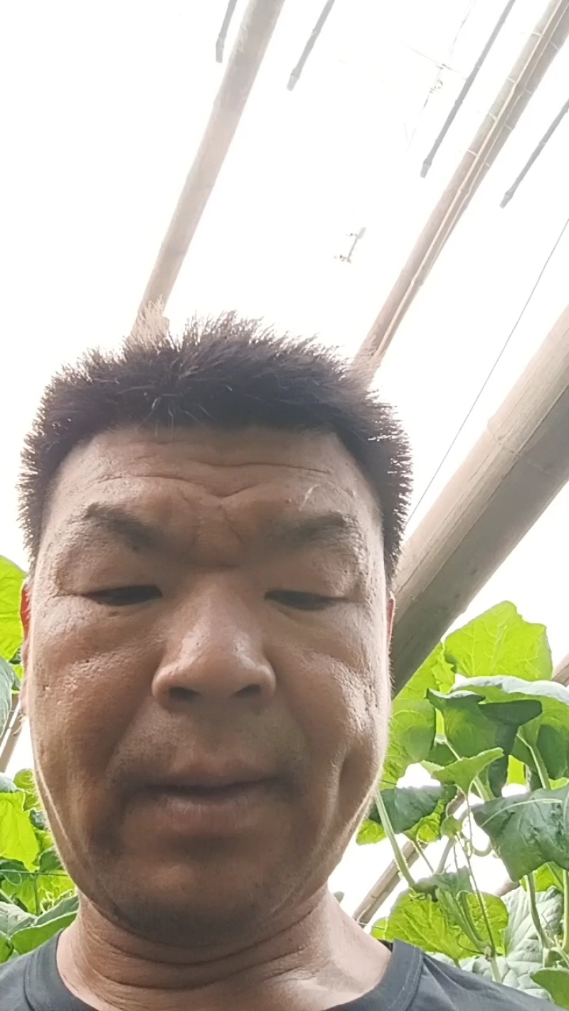 红金蜜大量供应，皮毛好白里透红一件代发