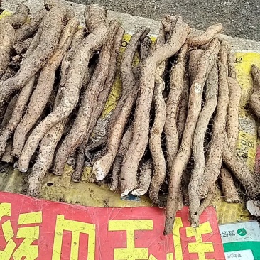 广西仿野生灵芝山药百亩种植（约十万斤）量大从优可视频