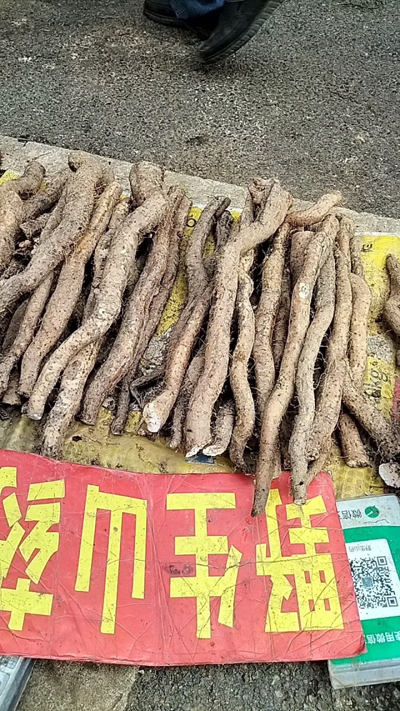 广西仿野生灵芝山药百亩种植（约十万斤）量大从优可视频