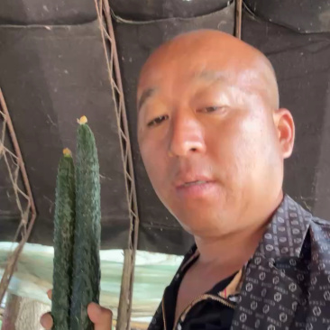 万亩精品黄瓜基地🥒，供应电商～市场～商超，质量三包