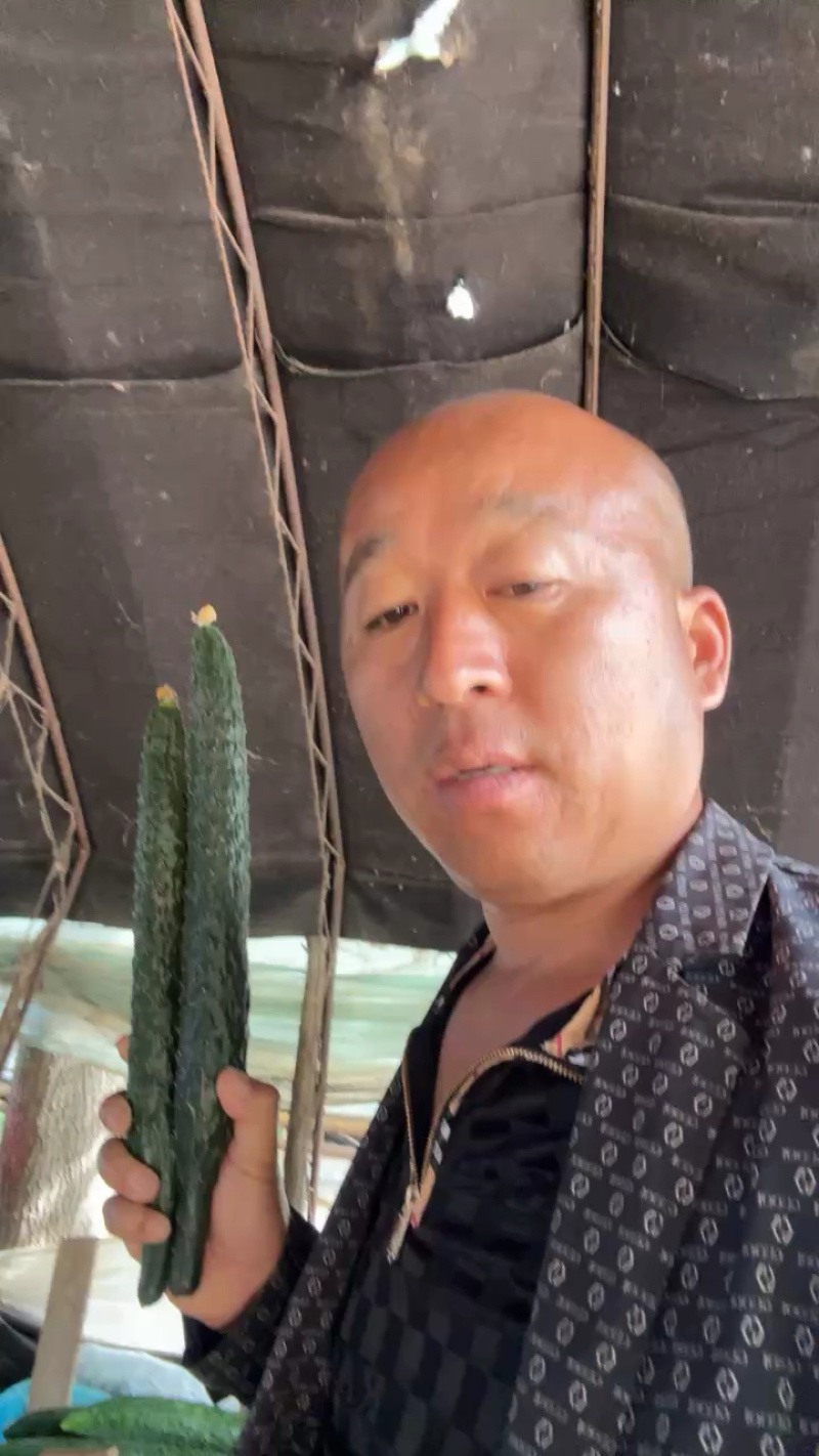 万亩精品黄瓜基地🥒，供应电商～市场～商超，质量三包