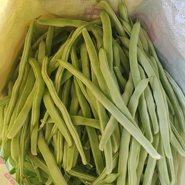 九粒白芸豆四季豆白不老可视频看货品质保证