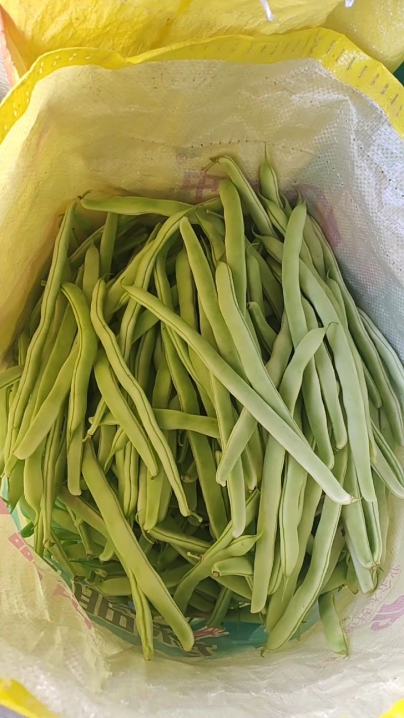 九粒白芸豆四季豆白不老可视频看货品质保证