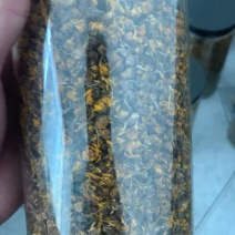 正宗野菊花