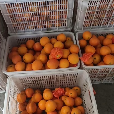 湖北橙子纽荷尔九月红长虹齐上市果园看货现采现发