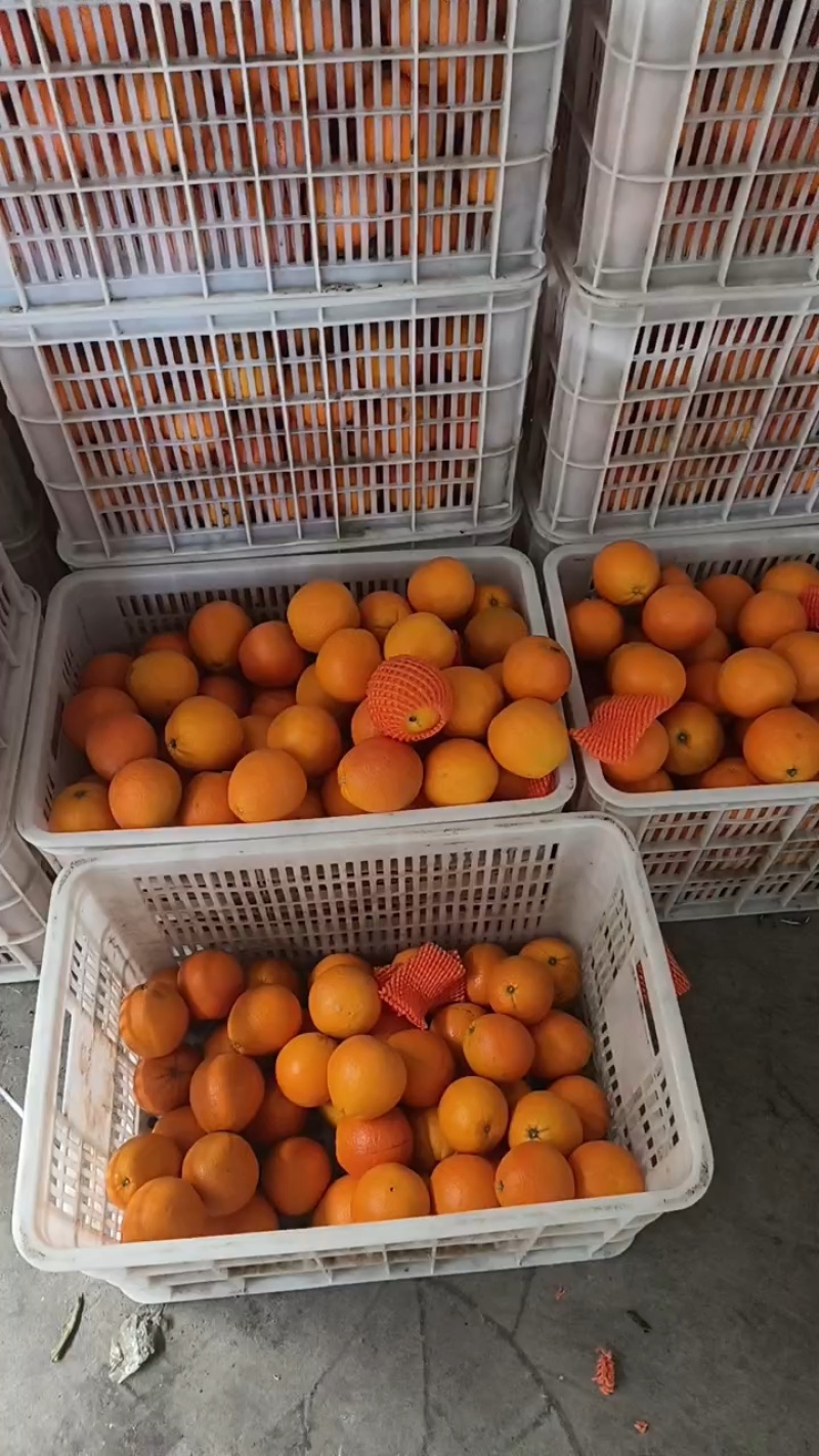 湖北橙子纽荷尔九月红长虹齐上市果园看货现采现发