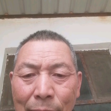 新疆纸皮185薄皮核桃资源充足供应稳定支持社区团购整车