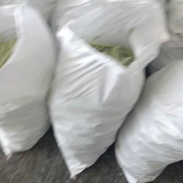 白不老