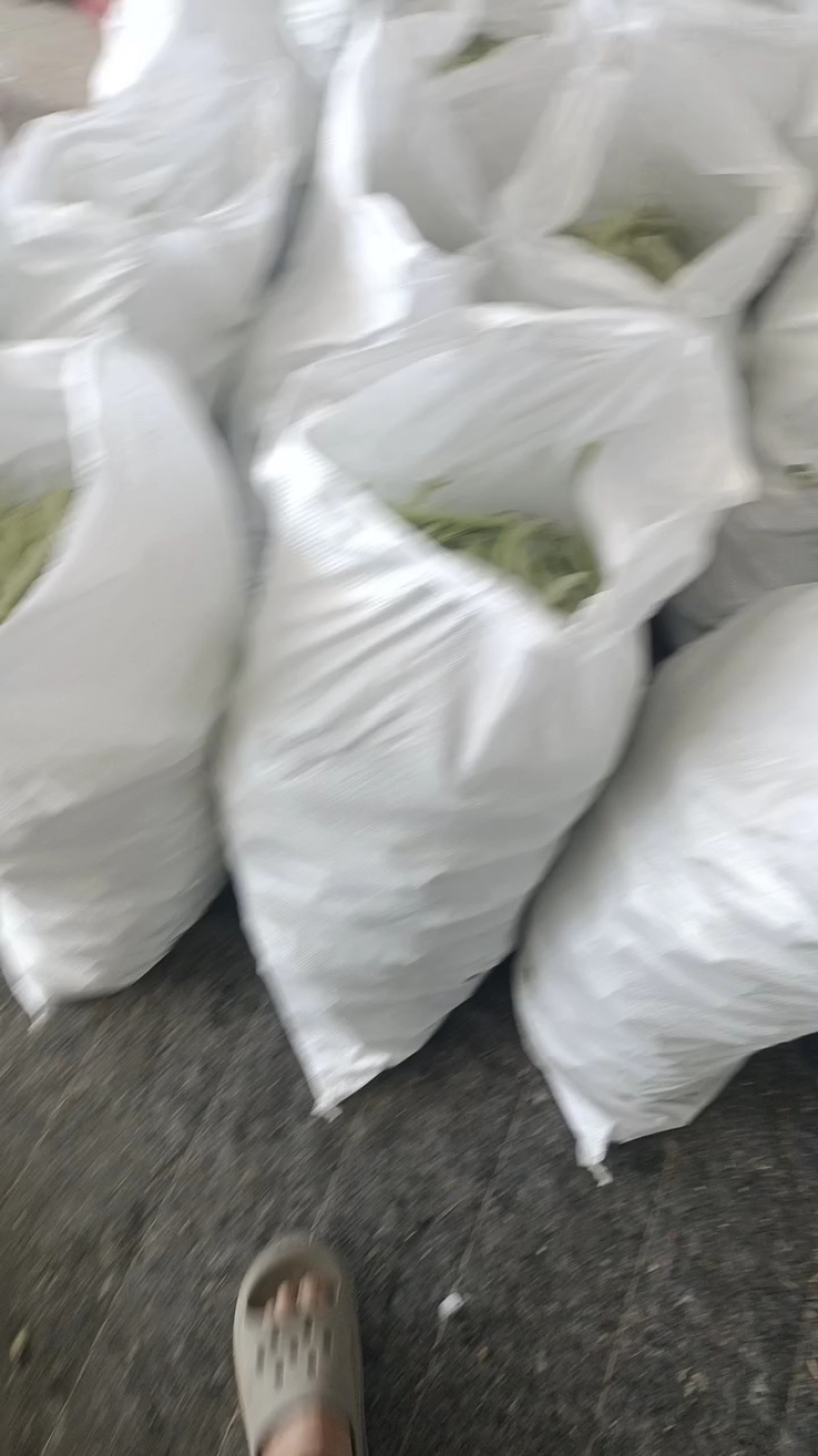 白不老