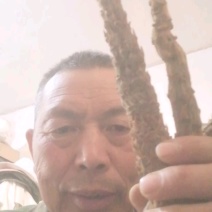 荒漠肉苁蓉软大芸药食同源大芸新疆源头大量供货