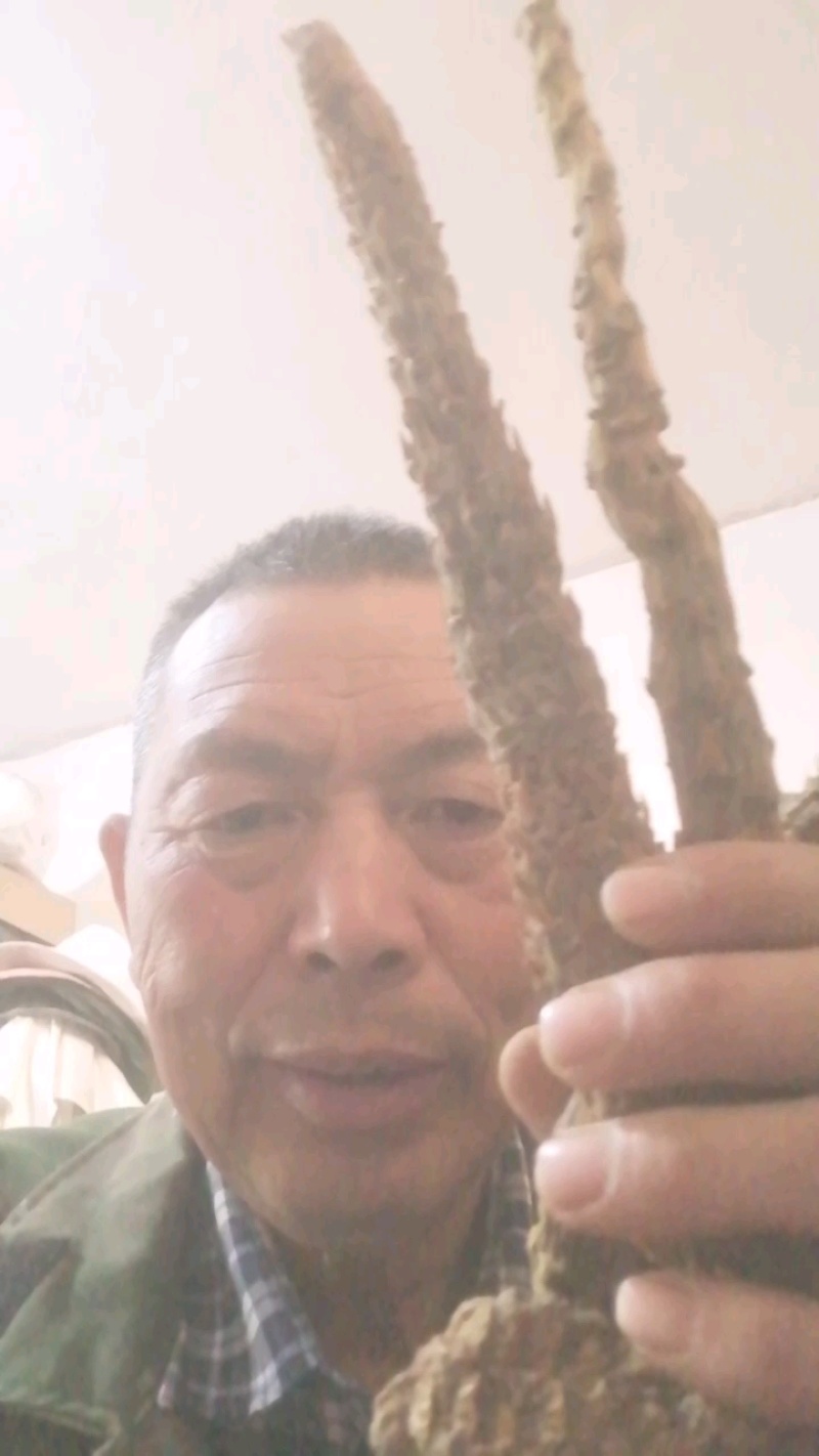 荒漠肉苁蓉软大芸药食同源大芸新疆源头大量供货