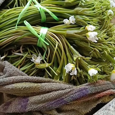 海菜花苗“水性杨花苗”