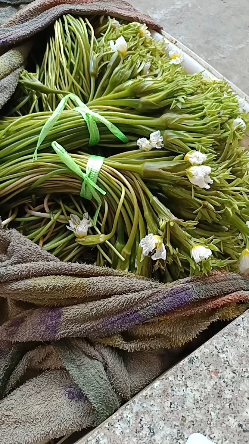 海菜花苗“水性杨花苗”