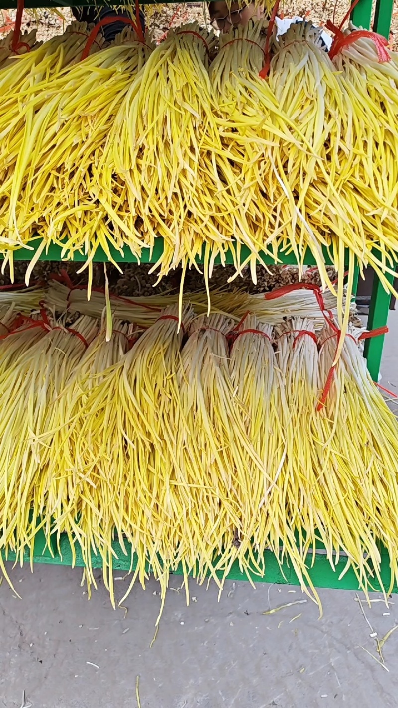 蒜黄品质保证对接各大平台商超市场有需要的进店联系