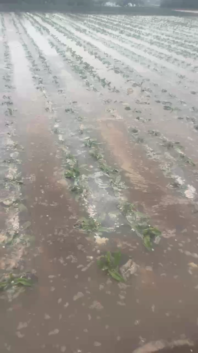 来自黄土高原的精品青莴笋已大量上市了，杆子即直又绿哦！