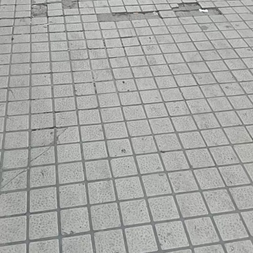 泥鳅野生活泥鳅