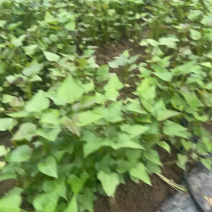 商薯苗商薯19种苗育苗基地直供优质脱毒红薯苗发全国
