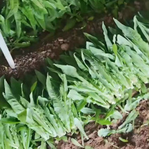 河北石家庄鹿泉区油麦菜