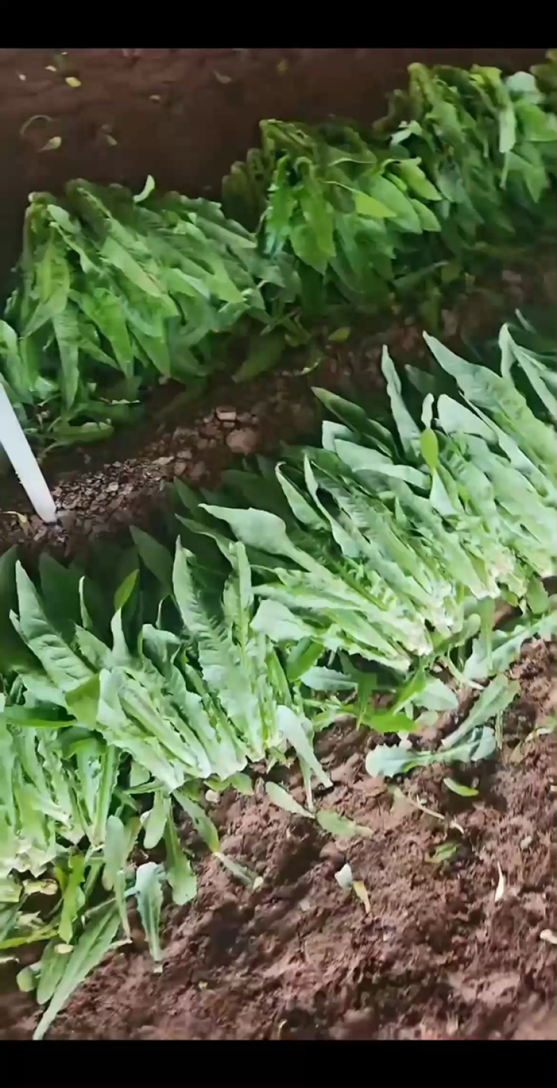 河北石家庄鹿泉区油麦菜