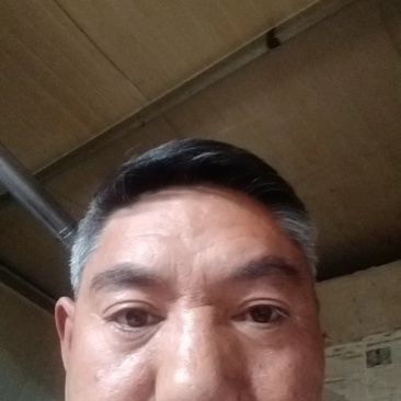 白条党参