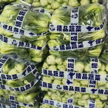 精品油菜上海青产地供货全国供应质量保证