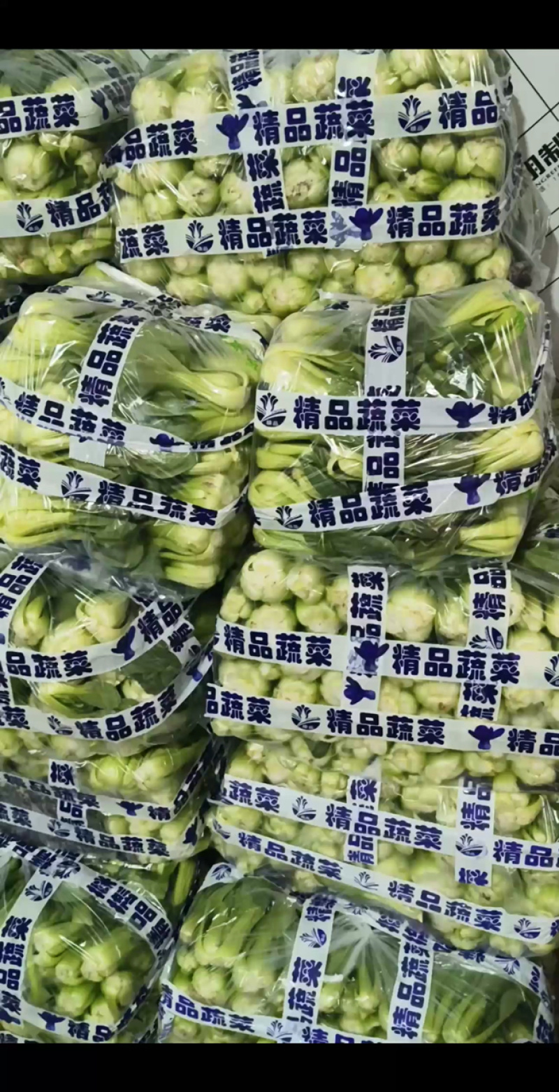精品油菜上海青产地供货全国供应质量保证