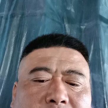 山东聊城莘县产地直发，博洋甜瓜，羊角蜜甜瓜