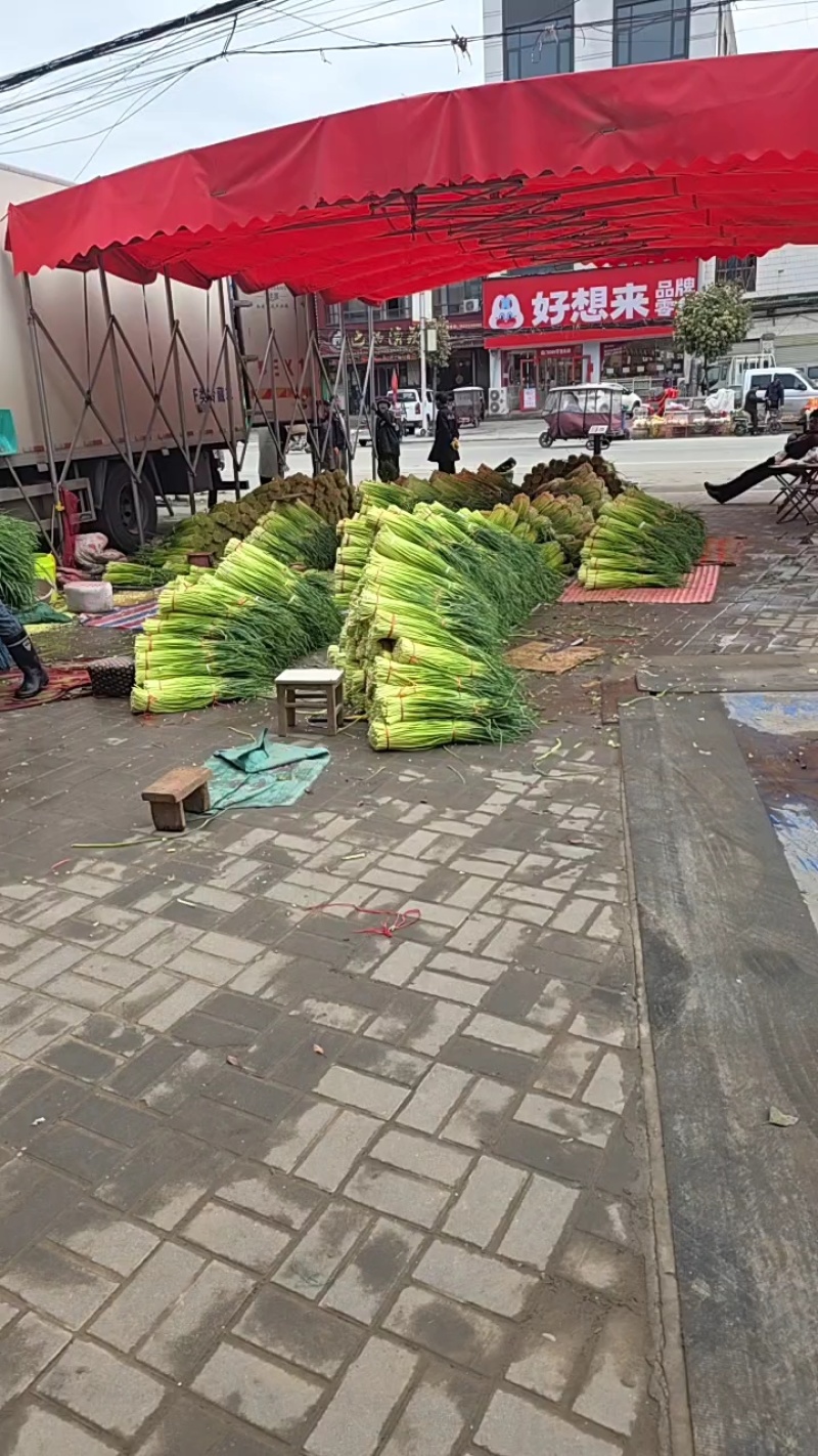 红帽蒜苔长度60-80干苔不泡水，对接.电商可视频看货