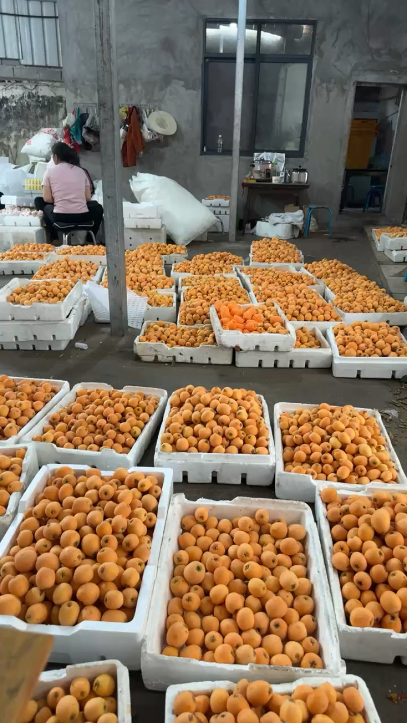 四川雅安汉源深山老树枇杷产地直发一手货源，每天现摘