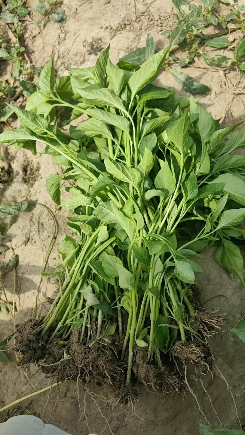 朝天椒辣椒苗蒜乡红植物检疫合格免费技术指导包回收