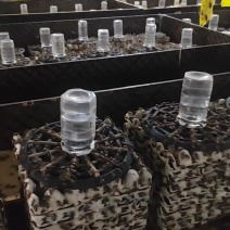 双班油葫芦蟋蟀/大量优质蟋蟀冻品，活体，可根据客户烘干
