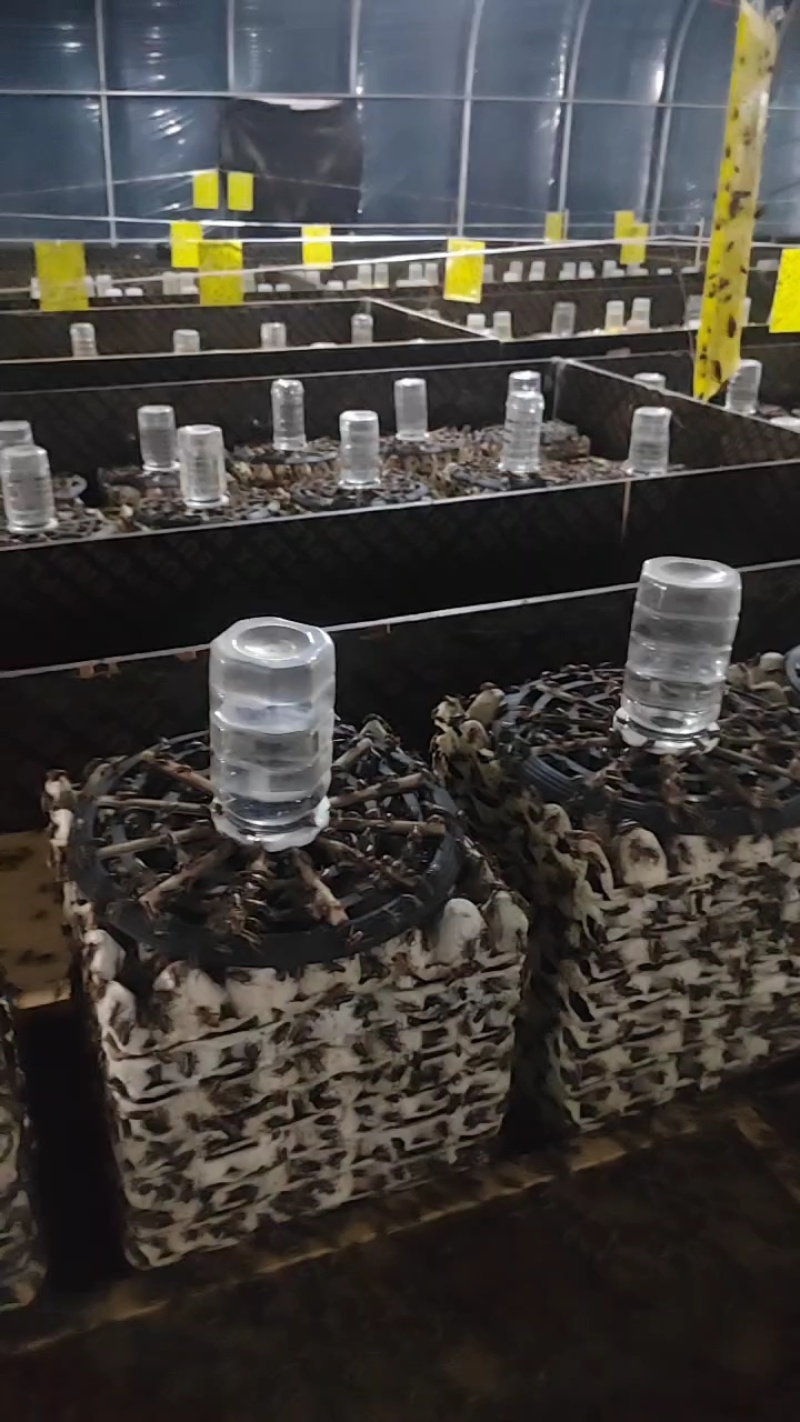 双班油葫芦蟋蟀/大量优质蟋蟀冻品，活体，可根据客户烘干