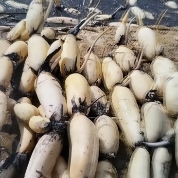 黄河滩优质3735莲藕，量大从优，需要的老板联系