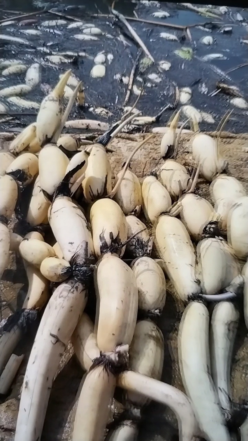 黄河滩优质3735莲藕，量大从优，需要的老板联系